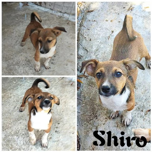 Shiro  rimasto solo Taglia piccola in adozione 