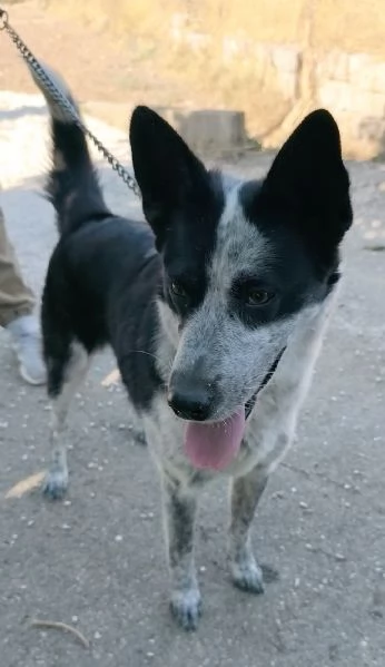 Dolcissima cagnolina rinuncia di propriet  cerca casa con urgenza  | Foto 6
