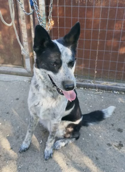 Dolcissima cagnolina rinuncia di propriet  cerca casa con urgenza  | Foto 5