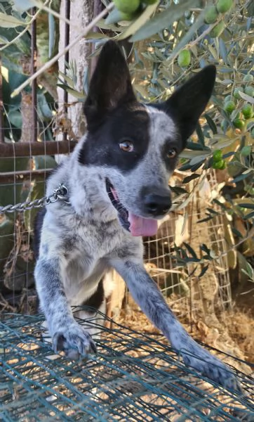 Dolcissima cagnolina rinuncia di propriet  cerca casa con urgenza  | Foto 4
