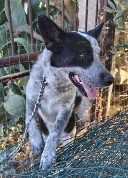 Dolcissima cagnolina rinuncia di propriet  cerca casa con urgenza  | Foto 3