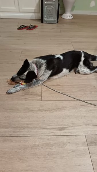 Dolcissima cagnolina rinuncia di propriet  cerca casa con urgenza  | Foto 2