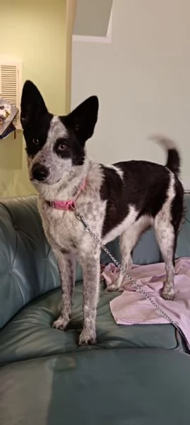 Dolcissima cagnolina rinuncia di propriet  cerca casa con urgenza  | Foto 0