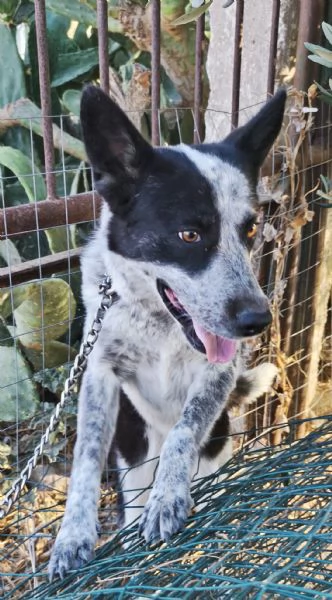 Elsa cerca casa urgentemente  | Foto 2