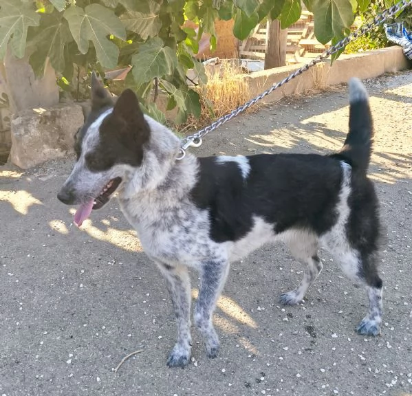 Elsa cerca casa urgentemente  | Foto 0