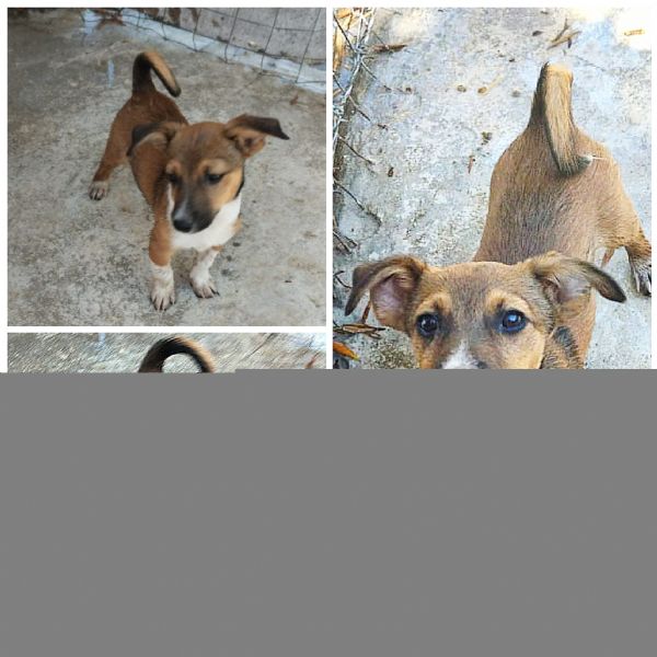 Cucciolino taglia piccola in adozione  | Foto 1