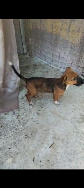 Cucciolino taglia piccola in adozione 