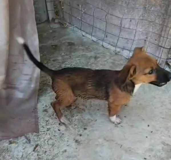 Cucciolino taglia piccola in adozione  | Foto 0
