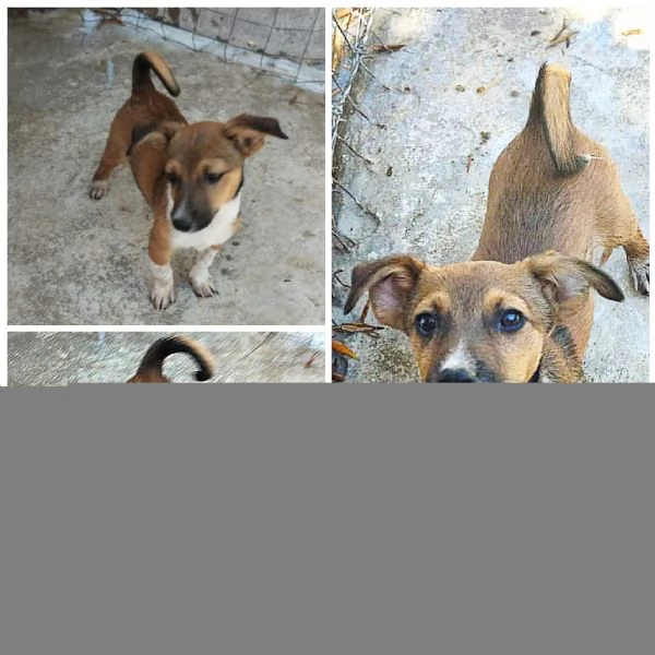 Cucciolino taglia piccola in adozione 