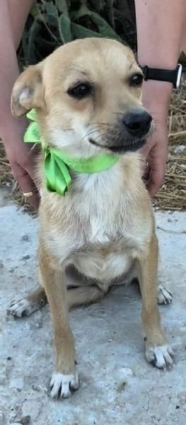 Pongo dolcissimo cagnolino taglia piccola in adozione  | Foto 6