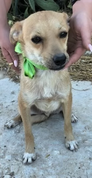 Pongo dolcissimo cagnolino taglia piccola in adozione 