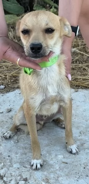 Pongo dolcissimo cagnolino taglia piccola in adozione  | Foto 5