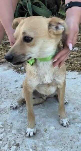 Pongo dolcissimo cagnolino taglia piccola in adozione  | Foto 4