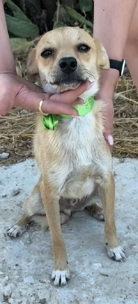 Pongo dolcissimo cagnolino taglia piccola in adozione  | Foto 3