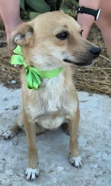 Pongo dolcissimo cagnolino taglia piccola in adozione  | Foto 2