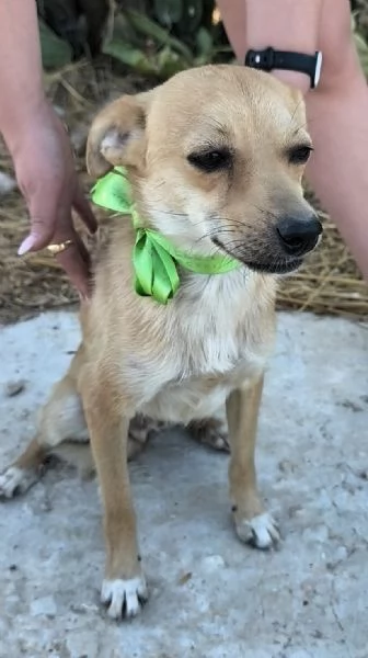 Pongo dolcissimo cagnolino taglia piccola in adozione  | Foto 1