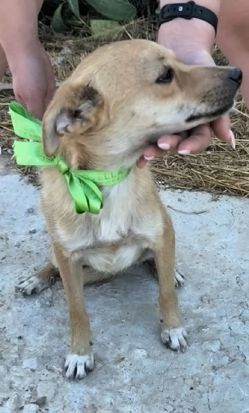 Pongo dolcissimo cagnolino taglia piccola in adozione  | Foto 0