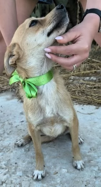 Un dolce cagnolino cerca casa | Foto 6