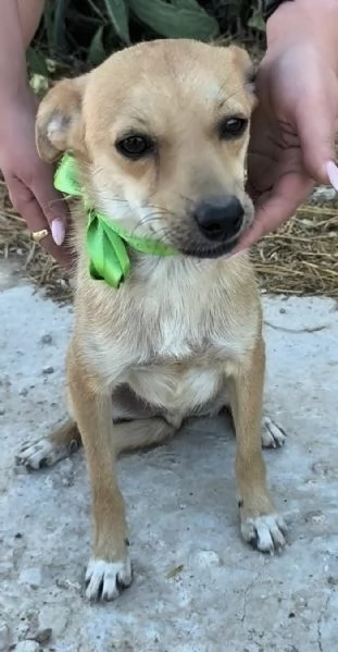 Un dolce cagnolino cerca casa