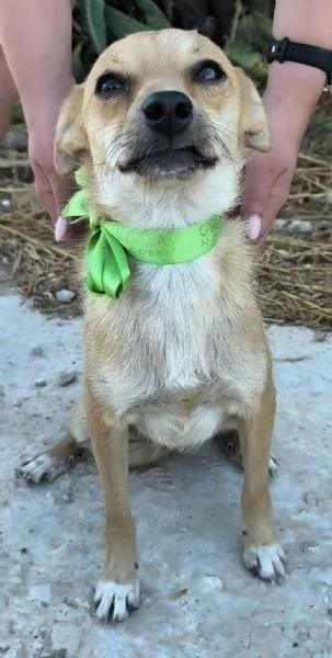 Un dolce cagnolino cerca casa | Foto 0