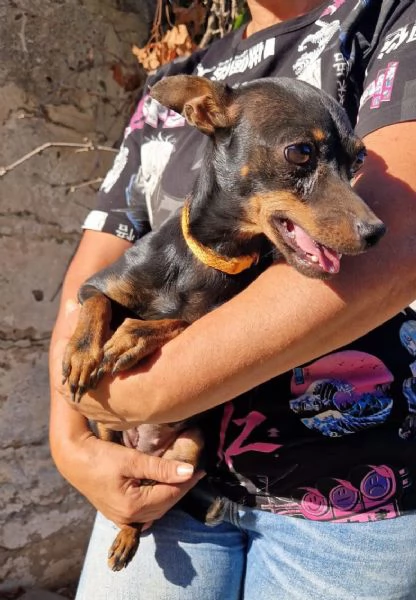 Una dolce pinscherina cerca casa | Foto 2