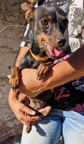Una dolce pinscherina cerca casa | Foto 1