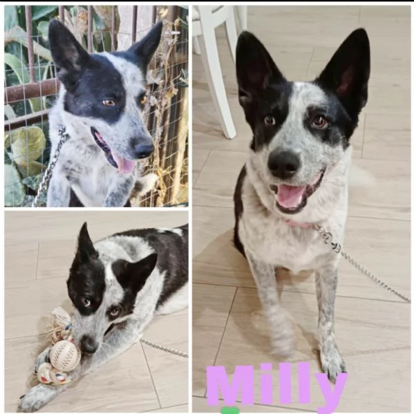 Elsa cerca casa e una famiglia da amare  | Foto 5