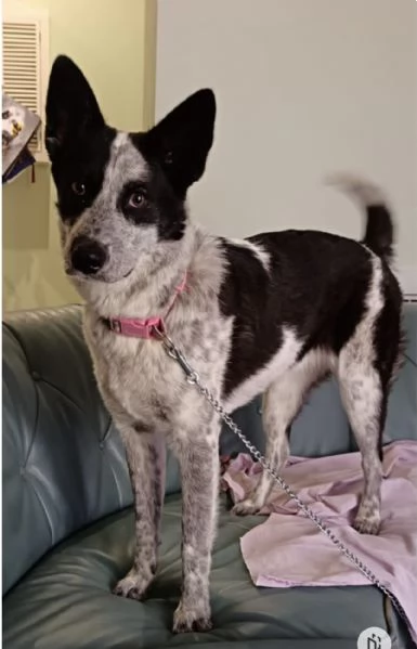 Elsa cerca casa e una famiglia da amare 