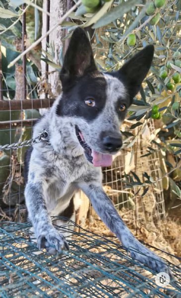 Elsa cerca casa e una famiglia da amare  | Foto 3