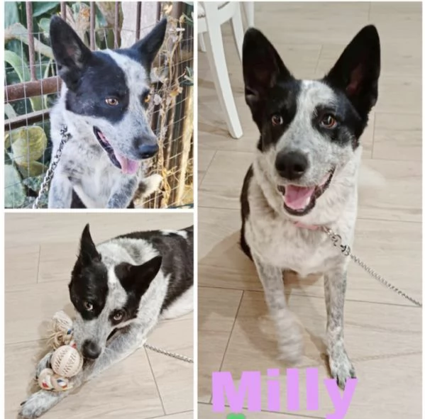 Elsa cerca casa e una famiglia da amare  | Foto 2