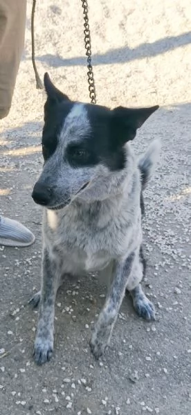 Elsa cerca casa e una famiglia da amare  | Foto 2