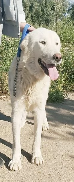 Il dolcissimo cucciolone Joy cerca la sua famiglia  | Foto 6