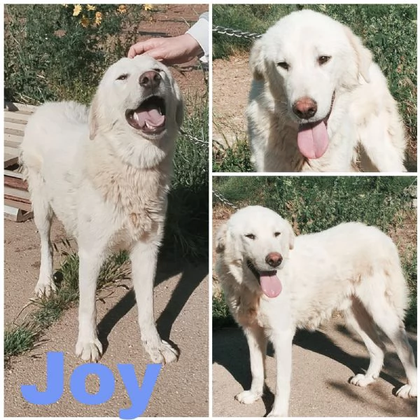 Il dolcissimo cucciolone Joy cerca la sua famiglia  | Foto 5