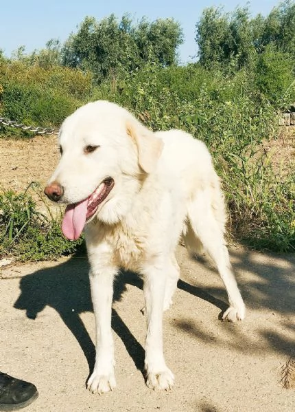 Il dolcissimo cucciolone Joy cerca la sua famiglia  | Foto 3