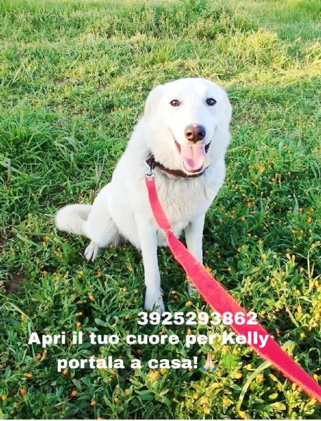 La dolcissima Kelly cerca la sua famiglia 