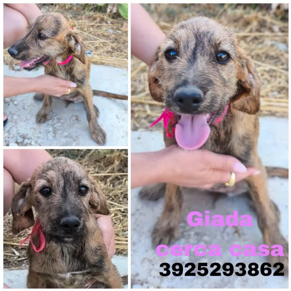 Cinque dolcissimi cuccioli cercano casa  | Foto 2