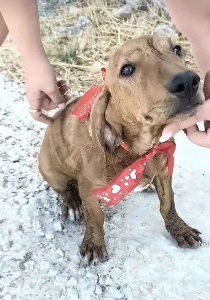 Ron egrave rimasto solo dolcissimo cucciolo cerca casa 