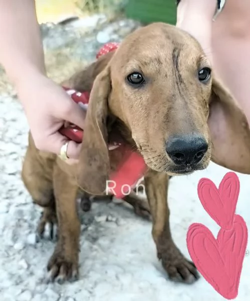 Ron egrave rimasto solo dolcissimo cucciolo cerca casa  | Foto 5