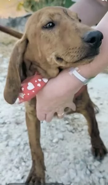 Ron egrave rimasto solo dolcissimo cucciolo cerca casa  | Foto 0