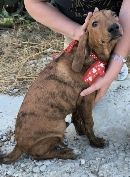 Dolcissimi cuccioli in adozione cercano casa  | Foto 5