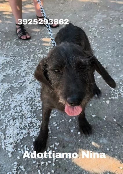Dolcissimi cucciole in adozione cercano casa  | Foto 4