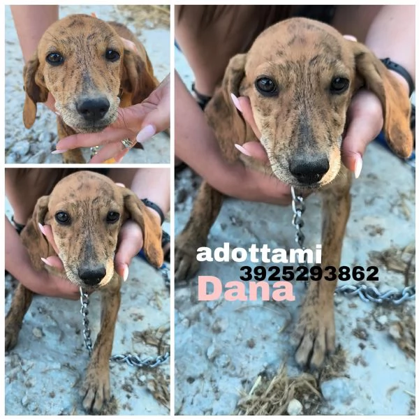 Dolcissimi cucciole in adozione cercano casa  | Foto 3