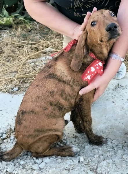 Dolcissimi cuccioli in adozione cercano casa  | Foto 4