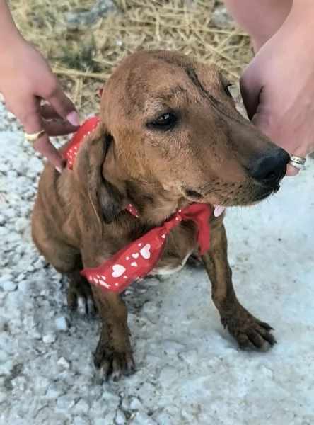 Dolcissimi cuccioli in adozione cercano casa  | Foto 1