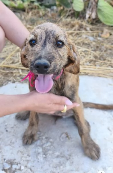 Dolcissimi cuccioli in adozione cercano casa  | Foto 0