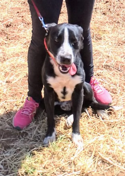 Ce una famiglia per OSCAR cucciolone in adozione 