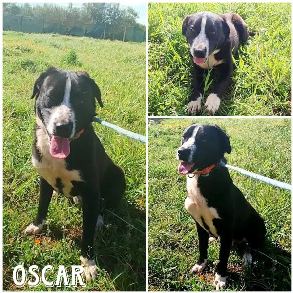 Ce una famiglia per OSCAR cucciolone in adozione  | Foto 2