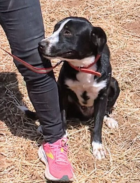 Ce una famiglia per OSCAR cucciolone in adozione  | Foto 0