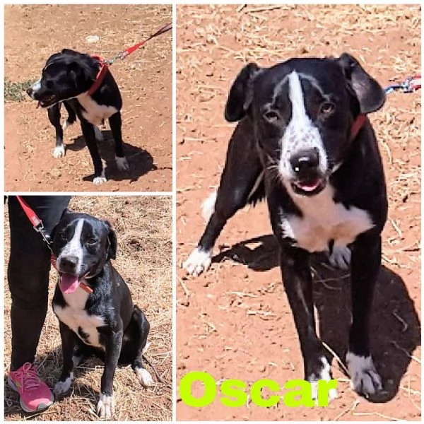 Oscar cerca casa disperatamente 