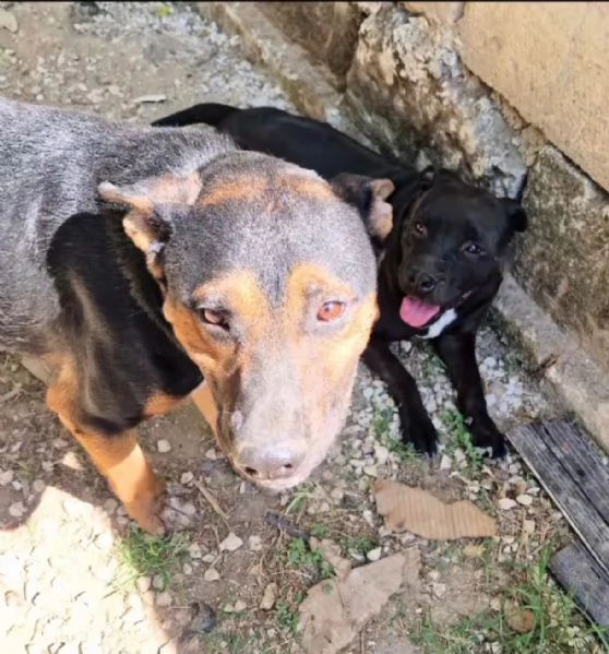 Eros e Bea cercano casa  | Foto 5
